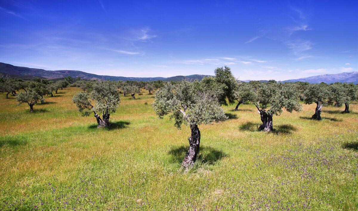 Maderas de olivo mesas epoxy