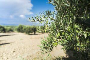 Madera de olivo centenaria