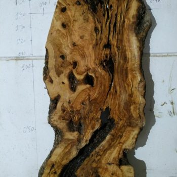 Rodajas de madera de olivo milenario